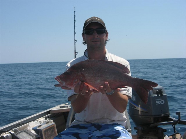 Dark tailed sea perch